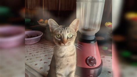 the cat blender video twitter